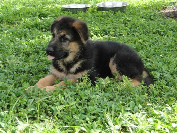 German Shepherd Puppy For Sale