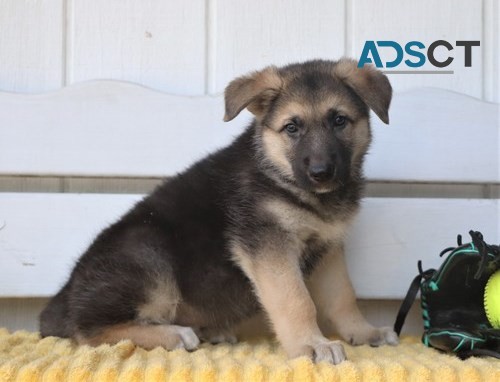 German Shepherd Puppy For Sale