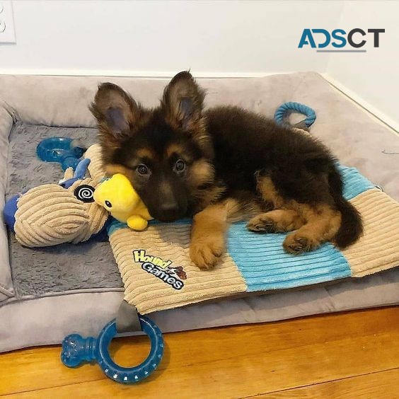 German Shepherd Puppy For Sale