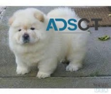 Chunky Energetic AKC Chow Chow Puppy For