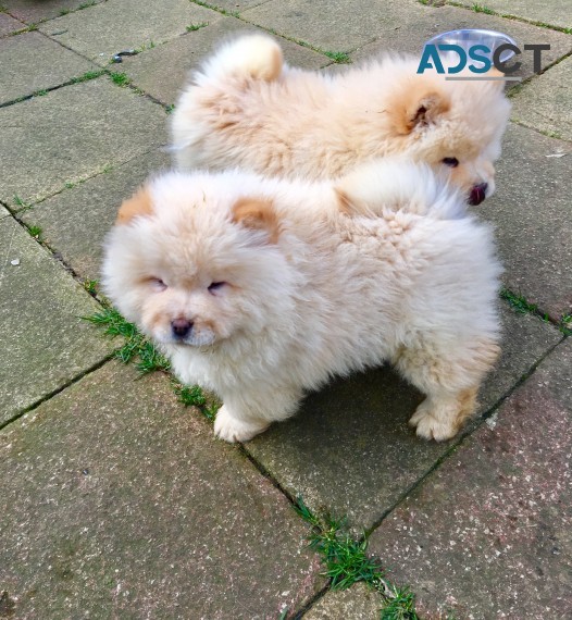 Chunky Energetic AKC Chow Chow Puppy For