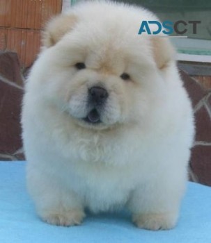 Chunky Energetic AKC Chow Chow Puppy For