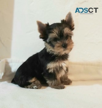 Yorkshire terrier puppies