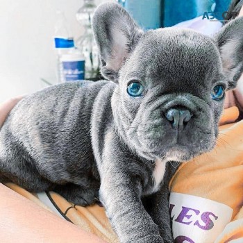 Blue French bulldog puppies