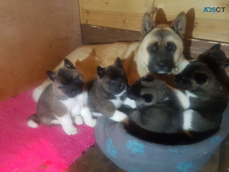 Beautiful and Adorable Akita available  