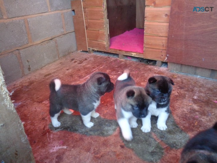 Beautiful and Adorable Akita available  