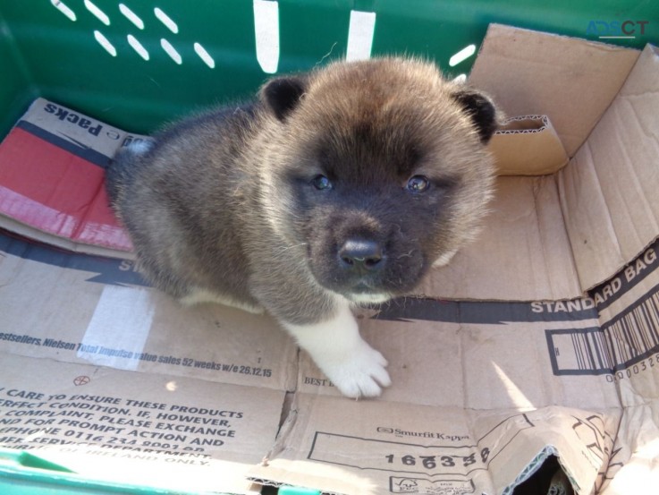 Beautiful and Adorable Akita available  