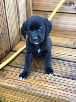 Lovable and cuddly Labrador Retriever pu