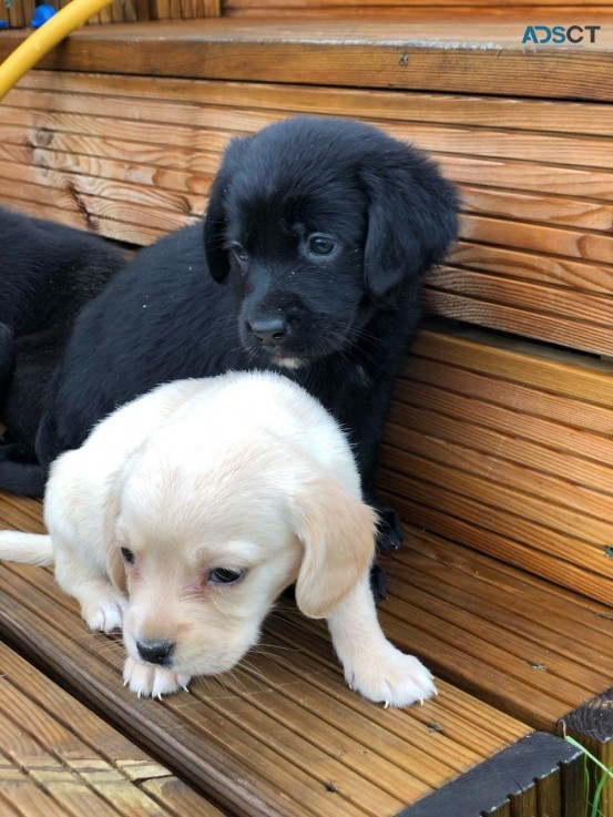 Lovable and cuddly Labrador Retriever pu