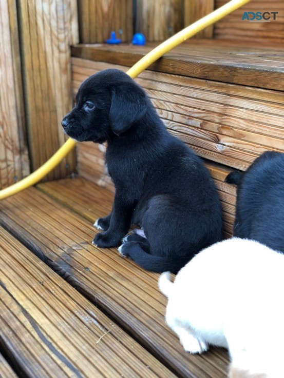 Lovable and cuddly Labrador Retriever pu