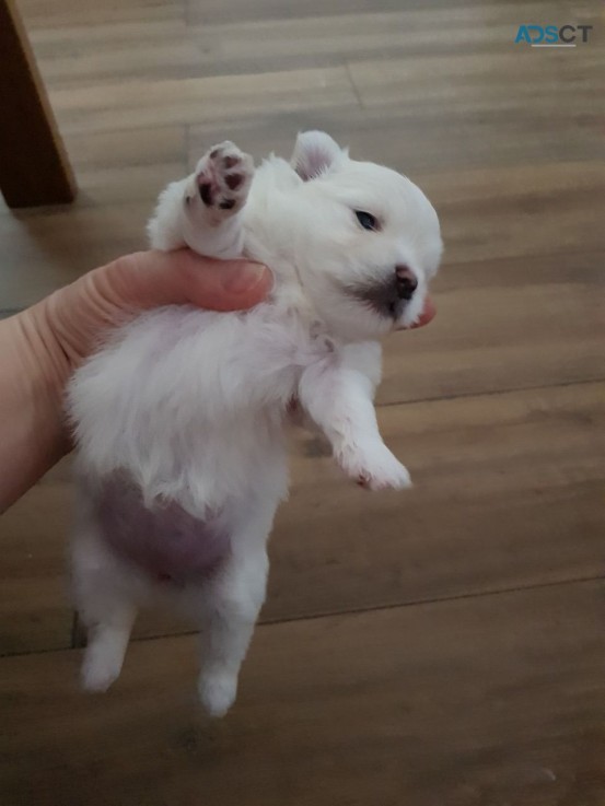 Maltese puppies available to be purchase