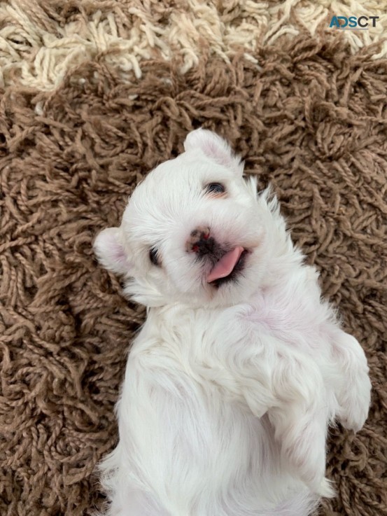 Maltese puppies available to be purchase