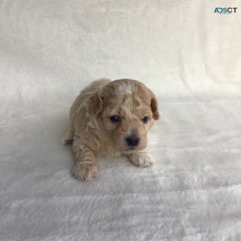 Maltese puppies available to be purchase