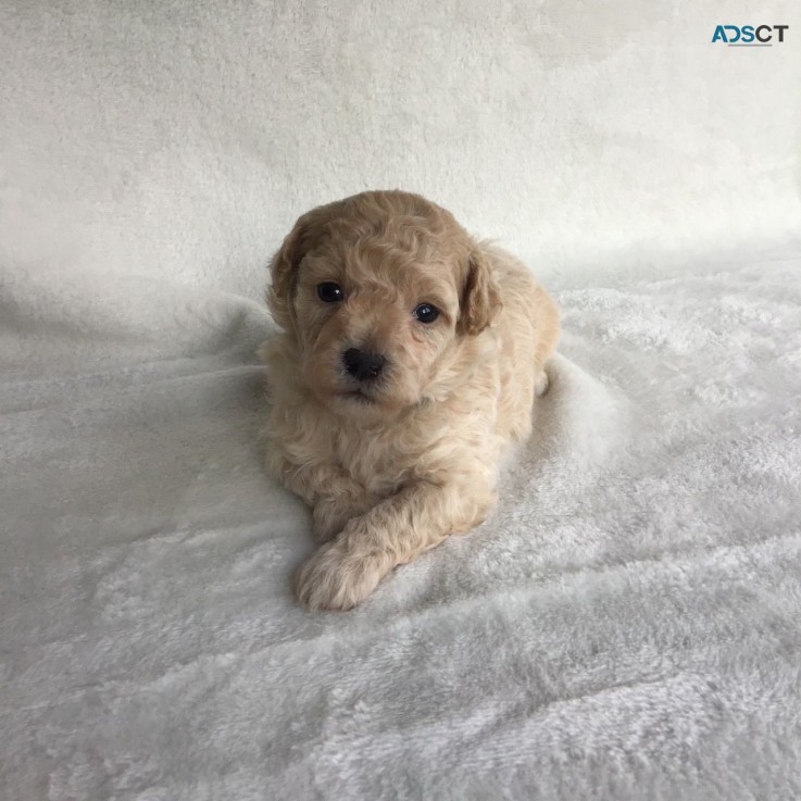 Maltese puppies available to be purchase