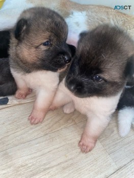 Akita Puppies