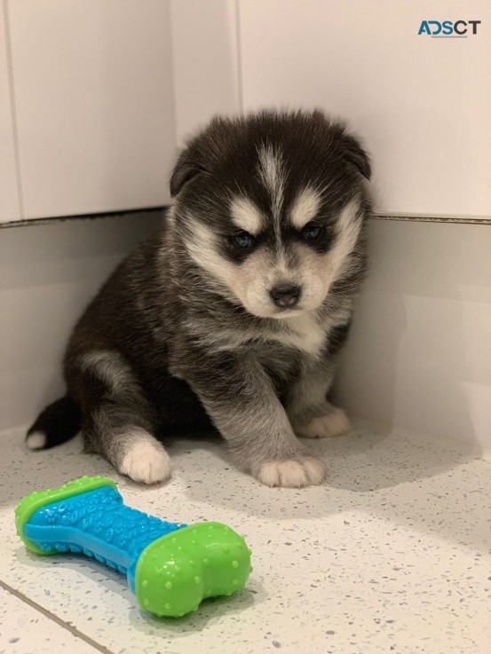 Beautiful and Adorable Pomsky  available