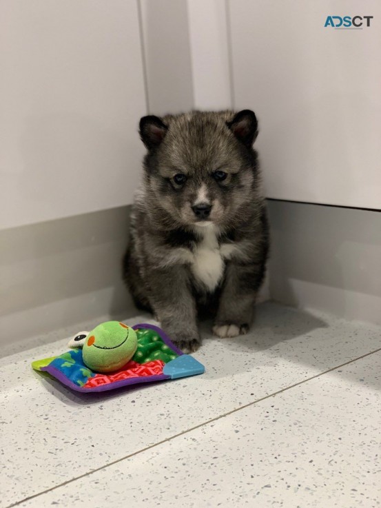 Beautiful and Adorable Pomsky  available