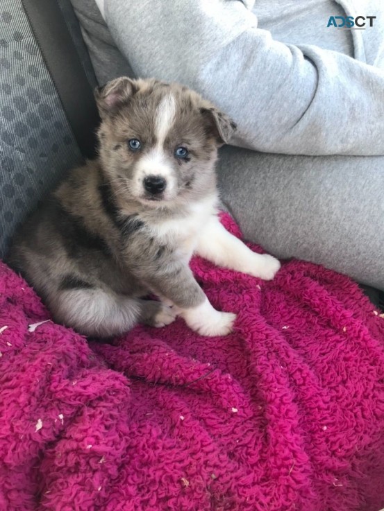 Beautiful and Adorable Pomsky  available