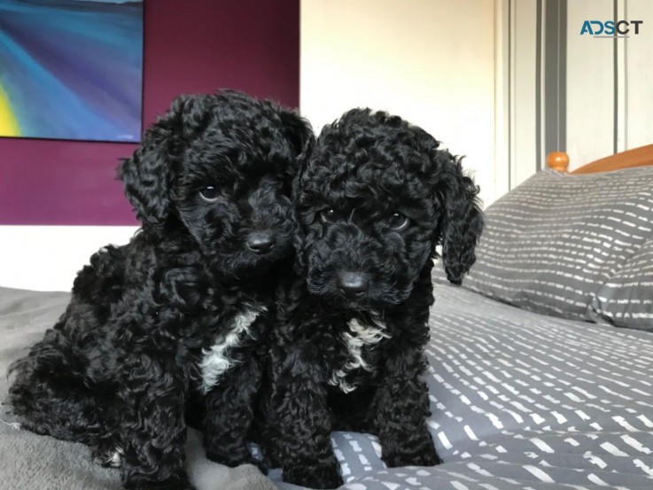 We have Beautiful Poodle puppies for sal