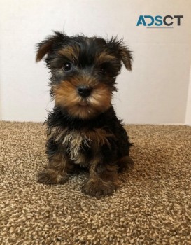 Affectionate Yorkshire Terrier puppies 