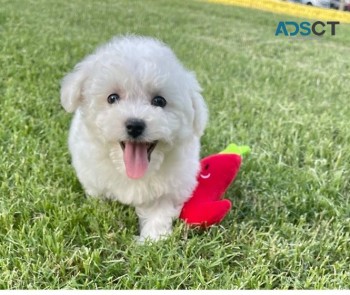  Bichon Frize puppies