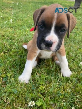  Boxer puppies