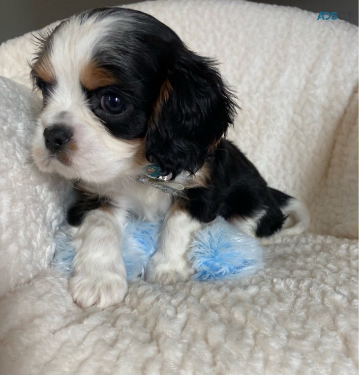  Cavalier King Charles puppies