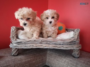  Beautiful Apricot Maltipoo Puppies