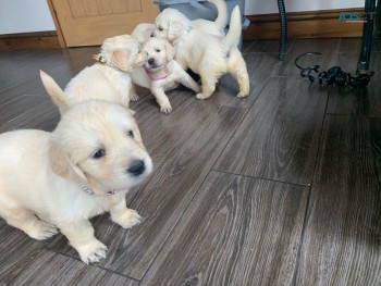 Golden Retriever Puppies Sale 