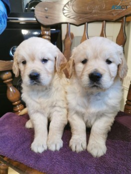 Golden Retriever Puppies Sale 