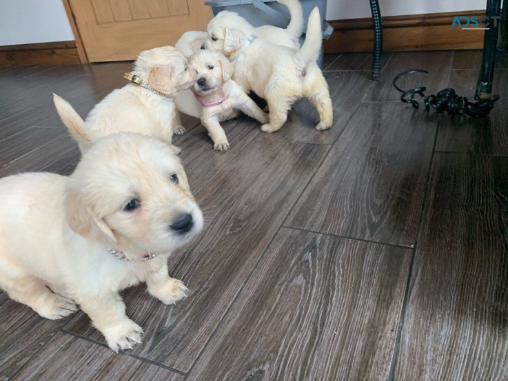 Golden Retriever Puppies Sale 