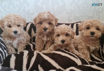 Lovely Maltipoo Boys And Girl