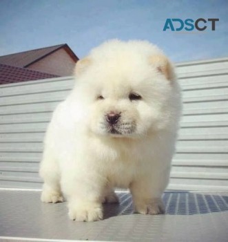 Chunky Energetic AKC Chow Chow Puppy For