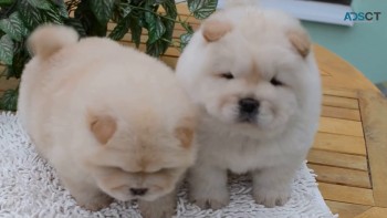 Chunky Energetic AKC Chow Chow Puppy For