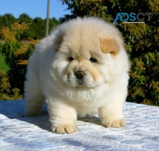 Chunky Energetic AKC Chow Chow Puppy For