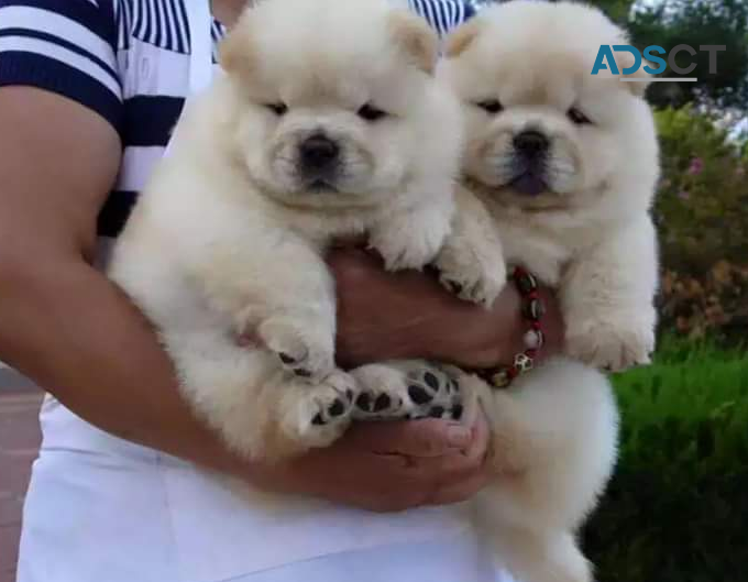 Chunky Energetic AKC Chow Chow Puppy For