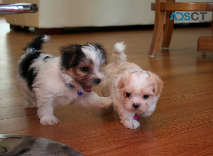  Morkies ( Yorkshire Terrier X Maltese )