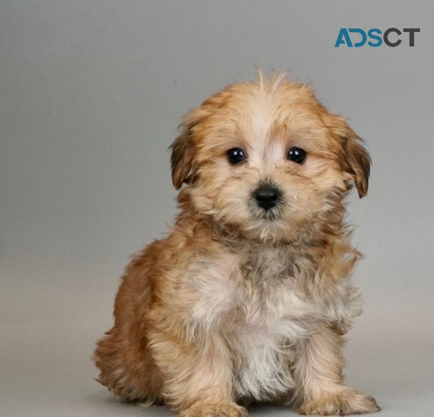 Gorgeous Morkie Pups