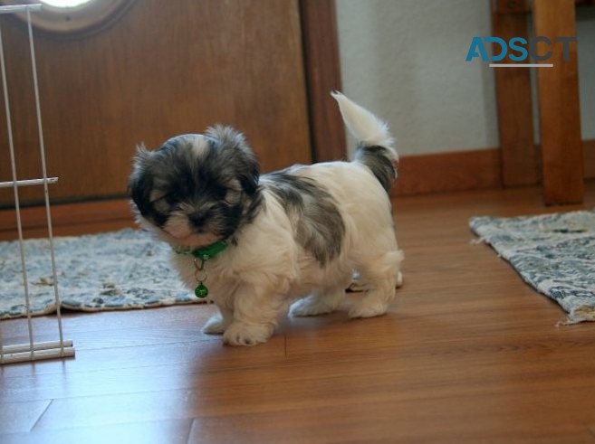  Super Quality Beautiful morkie pups