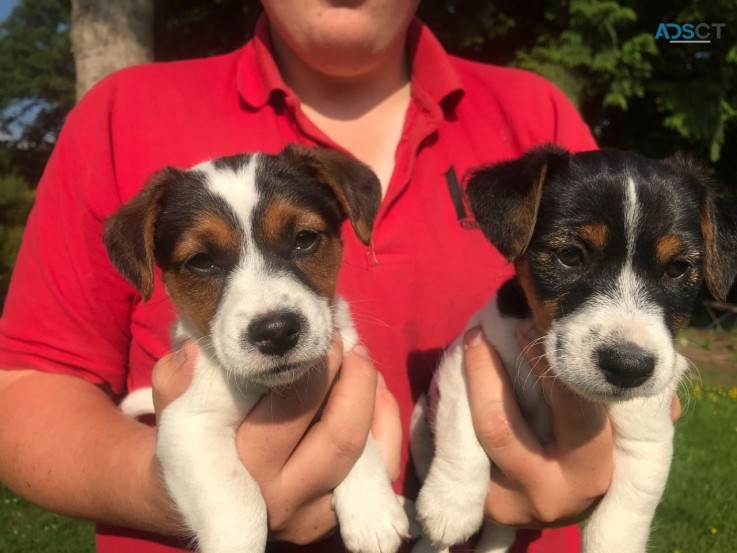 Jack Russell Puppies Short Legged