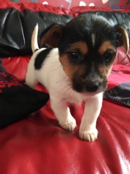 Jack Russell Puppies Short Legged