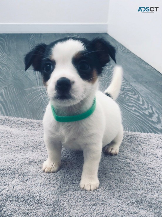 Jack Russell Puppies Short Legged