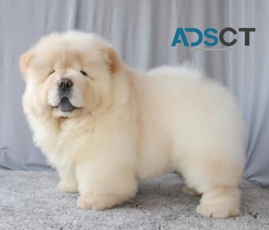 Cute Chow Chow Puppy For Sale