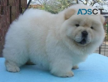 Cute Chow Chow Puppy For Sale