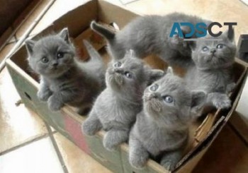 British Shorthair  kittens 