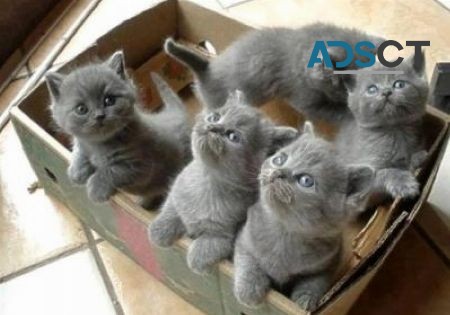 British Shorthair  kittens 