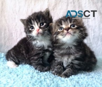  Intelligent Maine Coon Kittens 