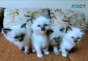 Ragdoll Kittens