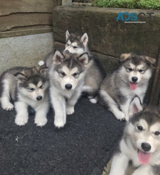 Beautiful Siberean Huskys