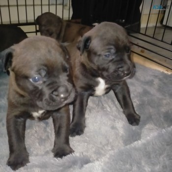 Amazing Staffy  Bullterrier Puppies